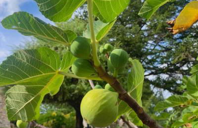 Borgo Petraio - Foto 6