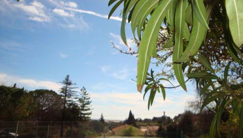 Leucate,cadre arboré,ombragé,sous les cyprès - Foto 5