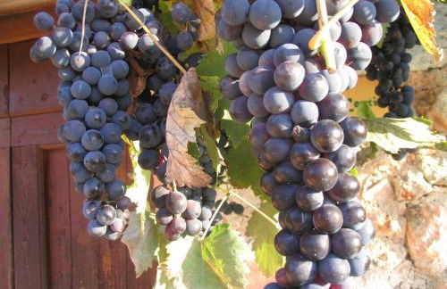 Agriturismo Il Caggio - Foto 16