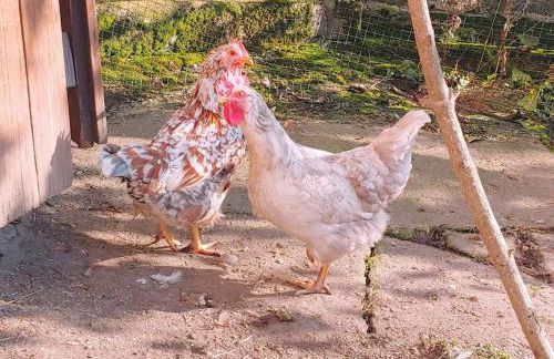 Ruhiges Ferienhaus mit viel Platz und Ladestation für E-Auto - Foto 17