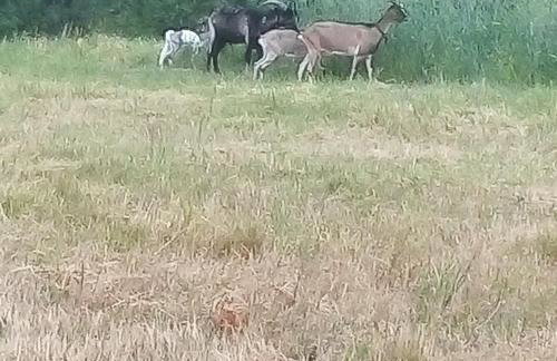 Ranczo pod Klimoską - Photo 74