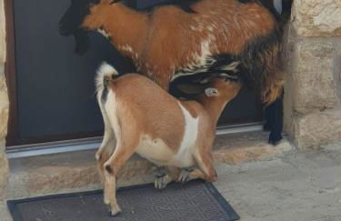 Masseria Marotta - Foto 26