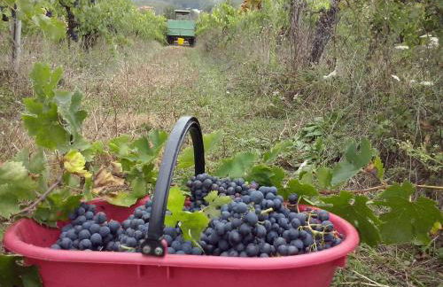 Agriturismo La Querce - Foto 17