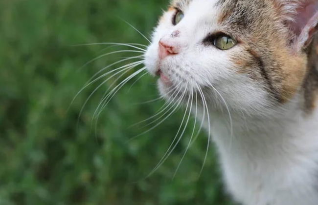 Eco-friendly House by Goszcza Lake - Foto 9