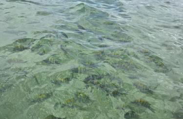casa ampla com PISCINA e área verde em São José ao lado de Maragogi - Foto 42