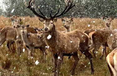 The Lodge at Muir Estate - Foto 47