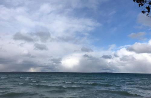 Sweet Cherry "Coral Shutter" - Foto 10