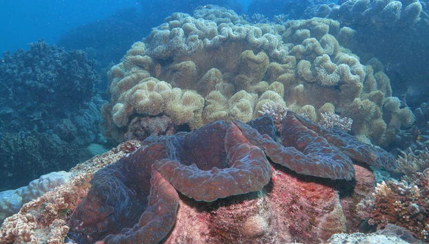 Wavedancer Low Isles Cruise from Port Douglas - Foto 3