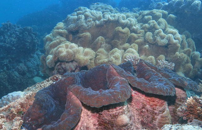 Wavedancer Low Isles Cruise from Port Douglas - Photo 3