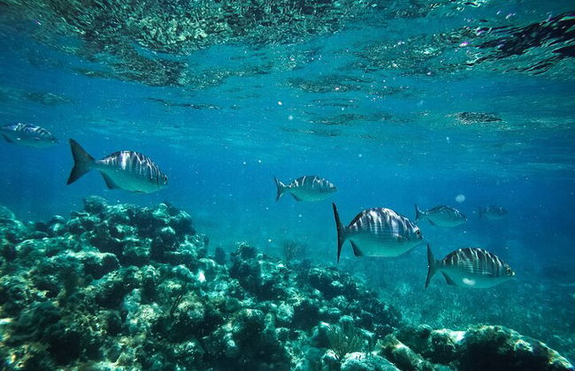 Erleben Sie dieses extreme Erlebnis, Speedboat-Tour & Schnorchel inklusive. - Foto 13