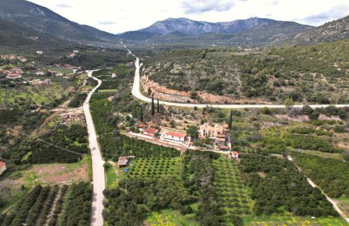 The Olive Tree - Photo 19