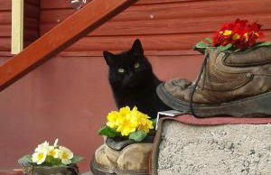 Ferienanlage Reinsberger Dorf - Foto 57