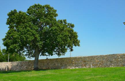Masseria Surace - Foto 60