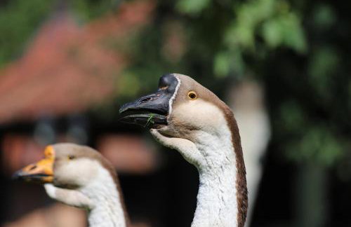 Dwór Barocco - Foto 32