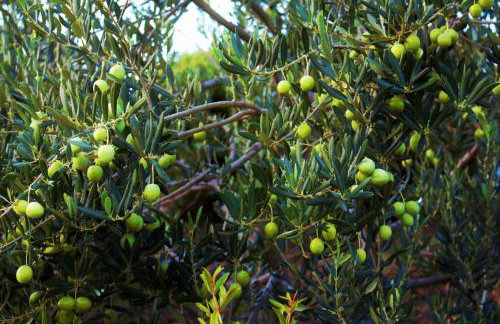 Apartments Lira - Foto 61