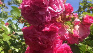 The Old Stables - Foto 3, Garden