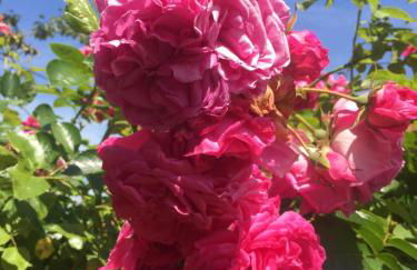 The Old Stables - Foto 3