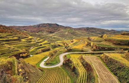 Weingut & Straußwirtschaft Vogel - Foto 67