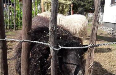 Ferienhaus mit Minibauernhof - Photo 21