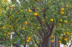 Lemonokipos, holiday house with private pool - Foto 44