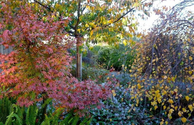 The Boomerangs - Foto 31