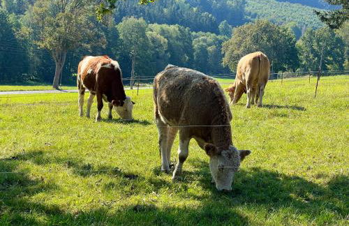 Naturidylle Vogtland - Erholsame Ferienwohnungen im Grünen - Foto 18