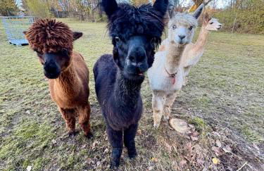 Ferienhaus im Grünen - Entspannen mit Alpakas - Foto 35