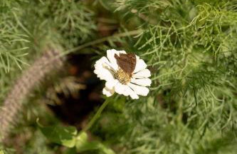 TEKOÁ - Cabana Pitanga - Barreiro, Araxá - Foto 25