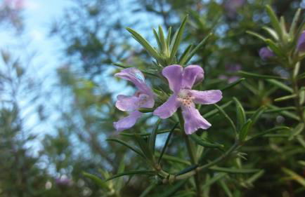 Bio Quinta do Pantano, Agro Turismo - Foto 37