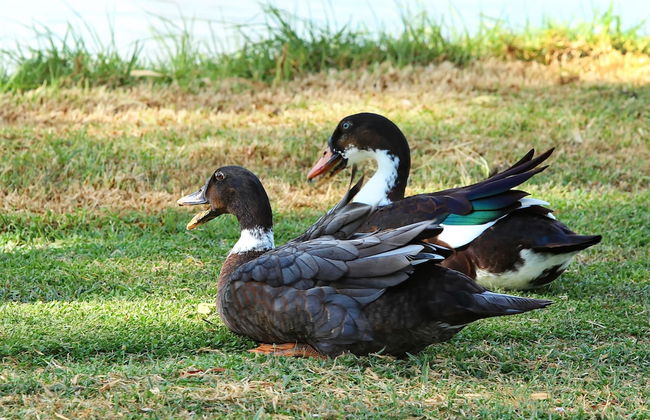 The Duck Inn Apartments - Foto 9