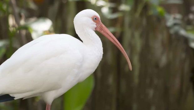 Excursión a la isla Tybee + Avistamiento de delfines - Foto 2