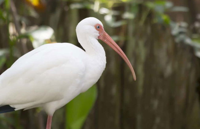 Excursión a la isla Tybee + Avistamiento de delfines - Foto 2
