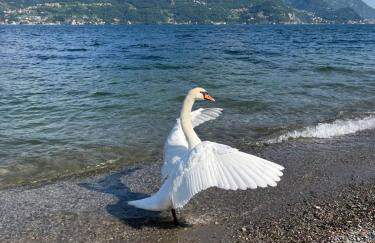 Luxury Apartment Lake Como - Foto 6