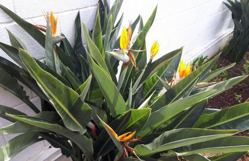 Apartamento tranquilo en una casa con jardín - Foto 6