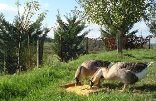 Al Giardino Degli Etruschi - Foto 47