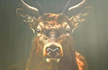 Le Cerf - Rambouillet city center - Foto 23