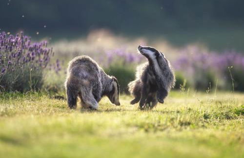Holiday home "Treehouse" - Foto 34