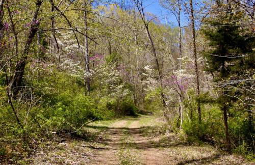 Alice Rocks - Pet Friendly, Firepit, WiFi - Foto 20