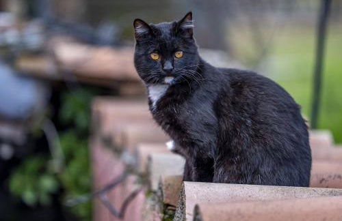 piccolo casale a "le Moline" in una vera fattoria - Foto 13