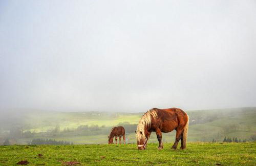 Maison 50 Belvédère du Cézallier - Photo 36