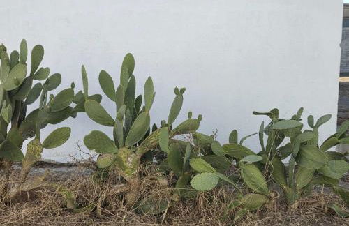 Masseria Delle Api - Foto 17