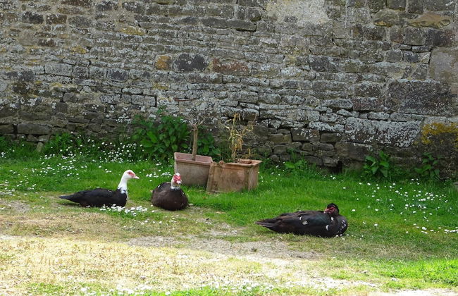 Country House on a Beautiful Medieval Estate - Foto 65