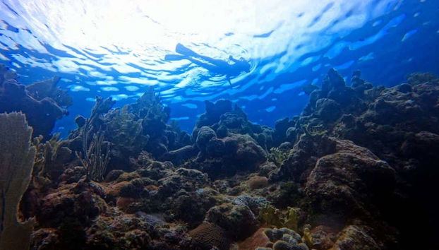 Realizando una de las inmersiones de buceo