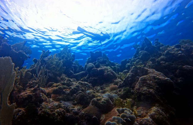 Playa Coral Scuba Diving - Foto 2