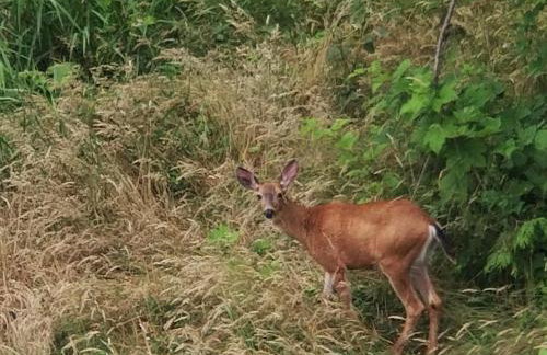 Treehouse Place at Deer Ridge Featured top 10 USA - Foto 32