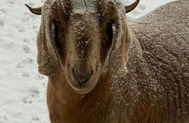 Log Cabin at the Goat Sanctuary - Foto 19