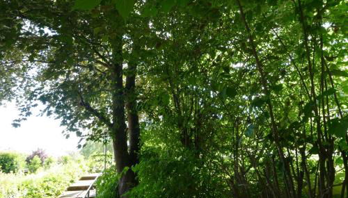 Land und Leute - Landleben Fewo 1 - Foto 4, Garden, Garden view