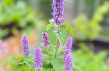 Apartamenty i pokoje nadmorskie - Owocowe Wzgórze - Foto 54