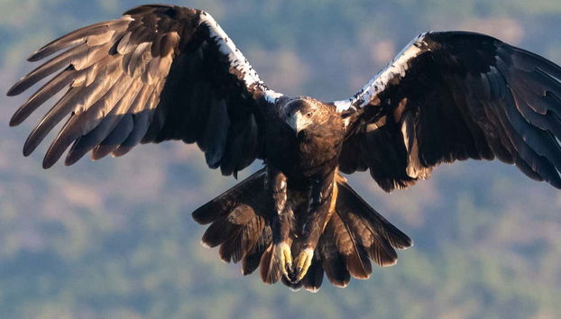 Avistamiento de aves en la Sierra de Andújar