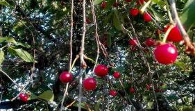 Alqueria De Hurdes - Foto 2